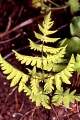 Thmbn Gymnocarpium dryopteris