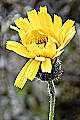 page on Hieracium alpinum, Alpine Hawkweed on Iceland