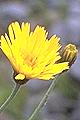 Thmbn Hieracium spp.