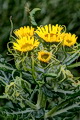 page on Jacobaea pseudoarnica, Seaside Groundsel on Iceland