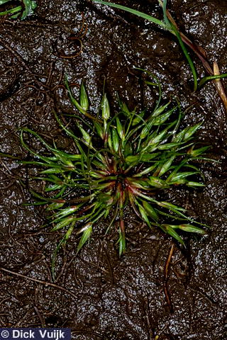 Plants of Iceland Juncus ranarius Frog Rush Lindasef
