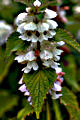 Thmbn Thymus praecox