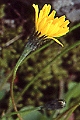 Thmbn Leontodon autumnalis