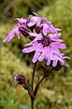 pagina over Lychnis flos-cuculi, echte koekoeksbloem op IJsland