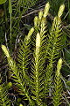Thmbn Lycopodium annotinum