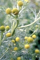 page on Matricaria discoidea, Pineappleweed on Iceland