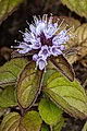 Thmbn Thymus praecox