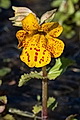 Thmbn Mimulus guttatus