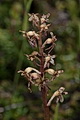 pagina over Neottia cordata, kleine keverorchis op IJsland