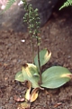pagina over Neottia ovata, grote keverorchis op IJsland