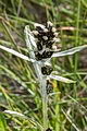page on Omalotheca norvegica, Highland Cudweed on Iceland