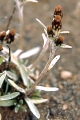 page on Omalotheca supina, Dwarf Cudweed on Iceland