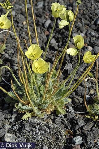 Plants of Iceland: Papaver radicatum, Arctic Poppy, Melasól