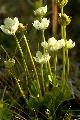page on Parnassia palustris, Grass of Parnassus on Iceland