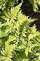 Thmbn Phegopteris connectilis