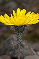 Thmbn Pilosella islandica