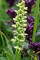 pagina over Platanthera hyperborea, Noordse nachtorchis op IJsland