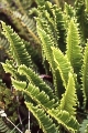 Thmbn Polystichum lonchitis