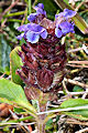 Thmbn Thymus praecox