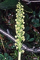 pagina over Pseudorchis albida, witte muggenorchis op IJsland