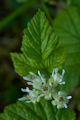 Thmbn Stone Bramble