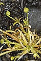 pagina over Sagina procumbens, liggend vetmuur op IJsland