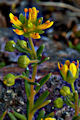 page on Saxifraga aizoides, Yellow Saxifrage on Iceland