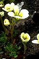 page on Saxifraga caespitosa, Tufted Saxifrage on Iceland