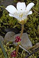 page on Saxifraga cernua, Drooping Saxifrage on Iceland