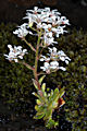 page on Saxifraga cotyledon, Pyramidal Saxifrage on Iceland