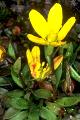 page on Saxifraga hirculus, Marsh Saxifrage on Iceland