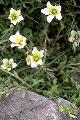 page on Saxifraga hypnoides, Mossy Saxifrage on Iceland