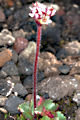 page on Saxifraga nivalis, Alpine Snow Saxifrage on Iceland