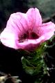 page on Saxifraga oppositifolia, Purple Saxifrage on Iceland