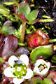 page on Saxifraga rivularis, Alpine Brook Saxifrage on Iceland
