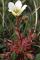 page on Saxifraga rosacea, Irish Saxifrage on Iceland