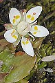 page on Saxifraga stellaris, Starry Saxifrage on Iceland