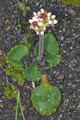 page on Saxifraga tenuis, Slender Snow Saxifrage on Iceland