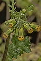 page on Senecio vulgaris, Groundsel on Iceland