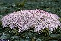 pagina over Silene acaulis, stengelloze silene op IJsland