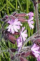 pagina over Silene dioica, dagkoekoeksbloem op IJsland