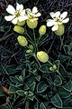 pagina over Silene uniflora, éénbloemige silene op IJsland