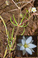 pagina over Spergula arvensis, gewone spurrie op IJsland