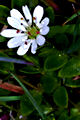 pagina over Stellaria crassifolia, vetbladmuur op IJsland