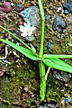 pagina over Stellaria graminea, grasmuur op IJsland