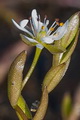 pagina over Stellaria-humifusa, kweldermuur op IJsland