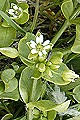 pagina over Stellaria-media, vogelmuur op IJsland