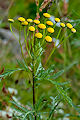 page on Tanacetum vulgare, Tansy on Iceland