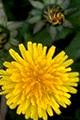 Thmbn Taraxacum spp.