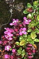 Thmbn Thymus praecox